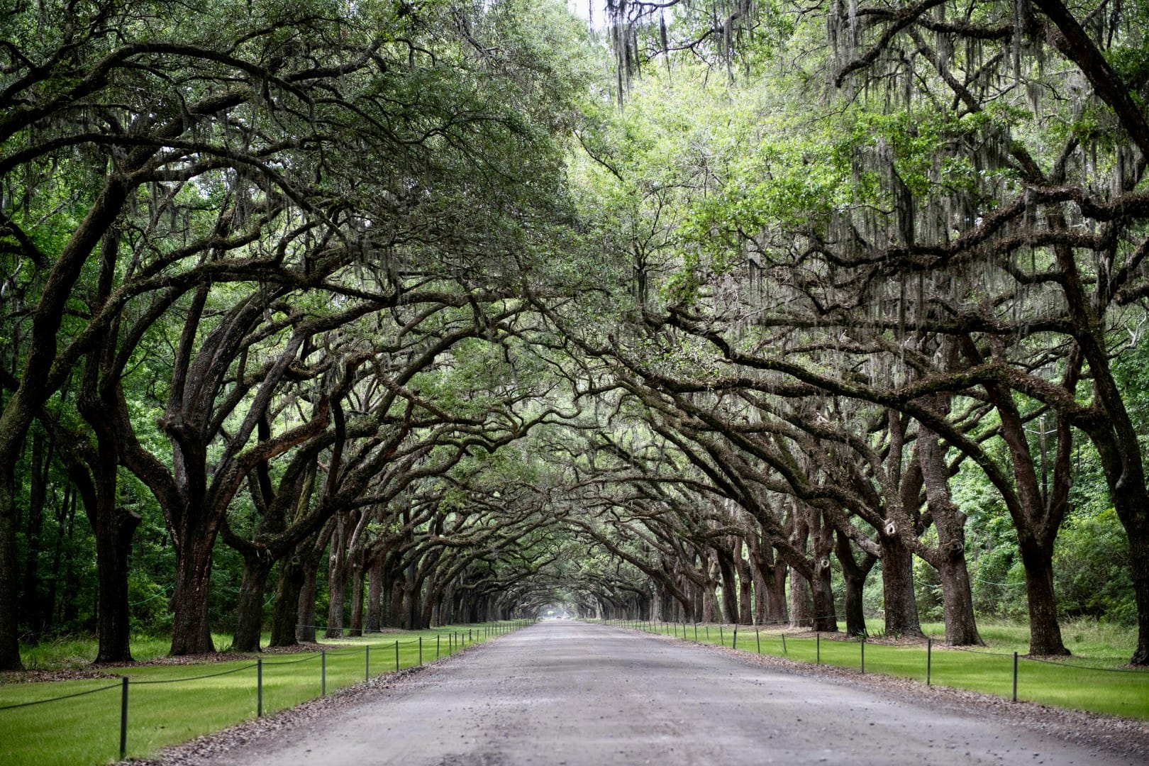 Savannah
