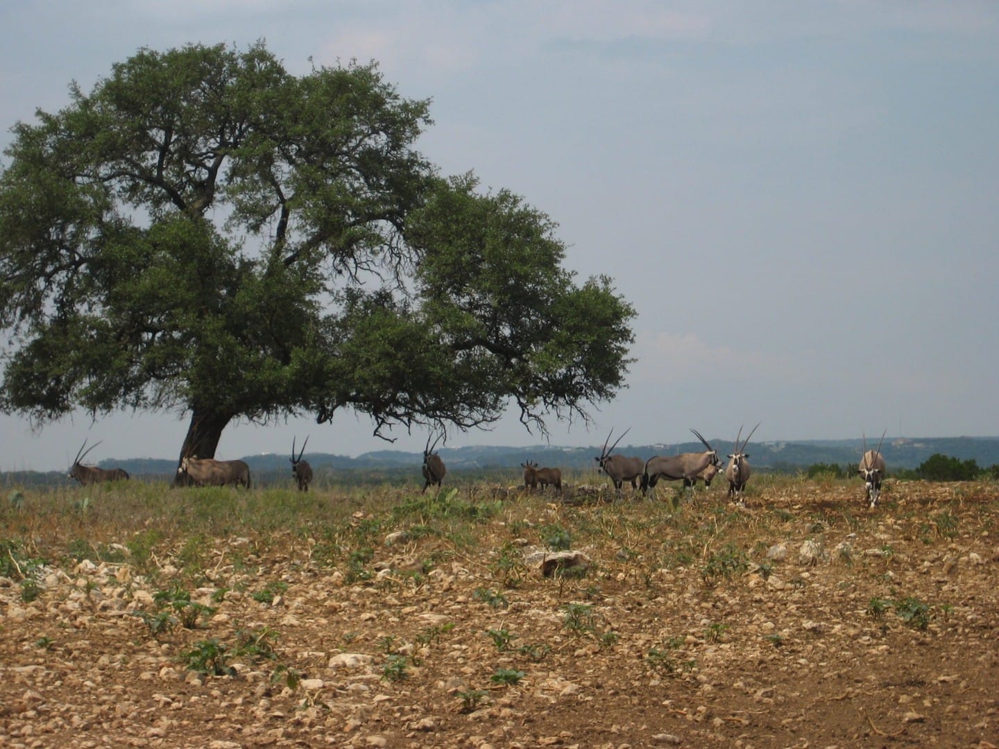 Natural Bridge Wildlife Ranch, San Antonio, Texas
