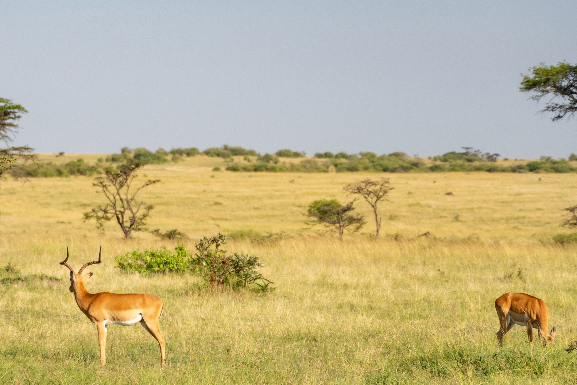 Maasai Mara